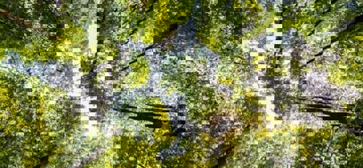 Sustainability-Related Disclosure 